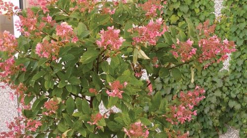 39900551_2158530597728225_7910055047298285568_n copy